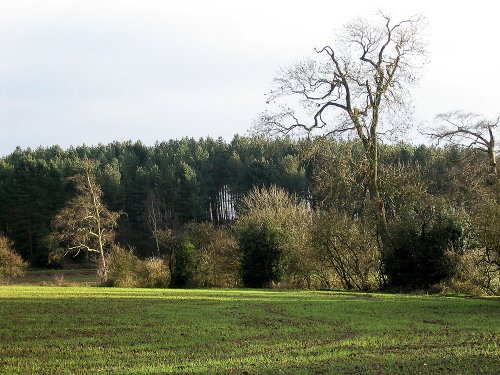 Robin Wood, near Ticknall