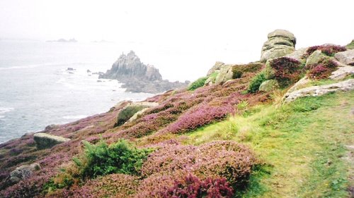Heather on cliffs at Lands End