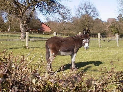 A donkey along Gladstone Lane, Cold Ash