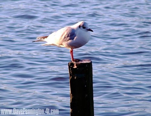 Pennington Flash Wildlife