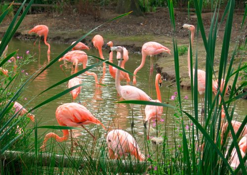 Flamingos, Chester Zoo