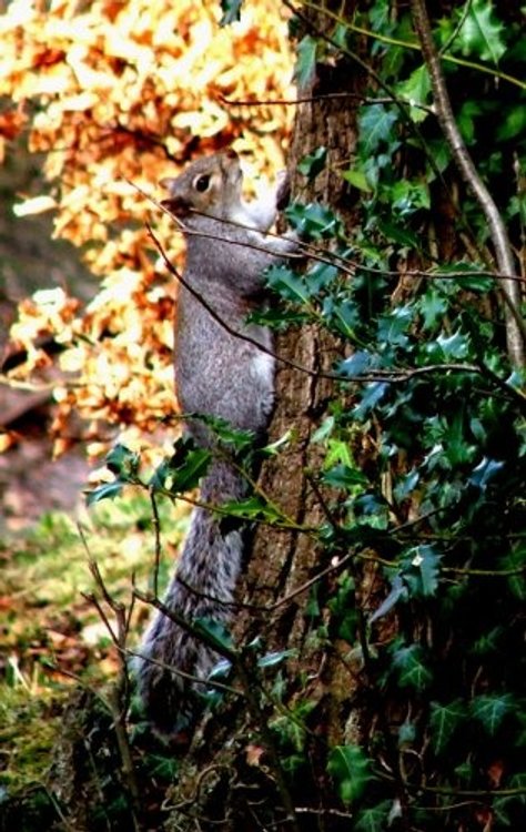 The squirrels they play near the picnic tables At Royal Victoria Country Park Netley Hampshire.