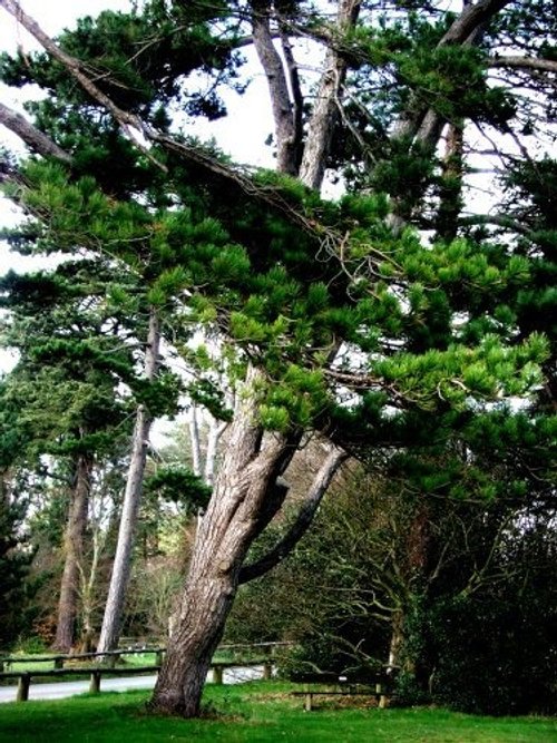 A picture of Royal Victoria Country Park