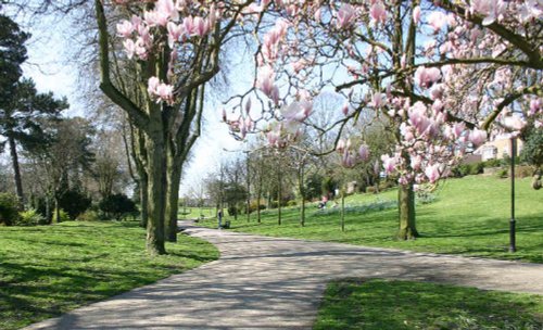 Blossom on the trees in a small park in the town center of Aldershot, Hampshire