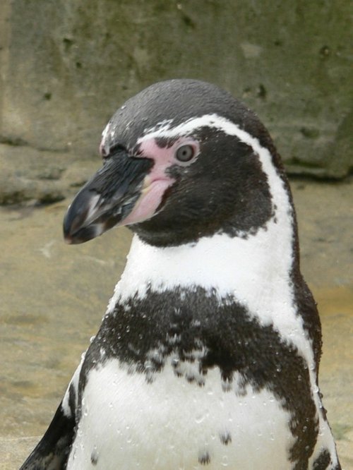 Penquin at SeaLife Centre in Weymouth