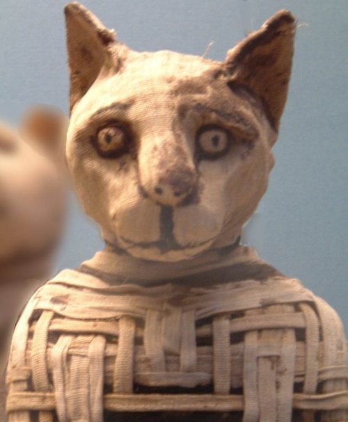 Mummified Cat