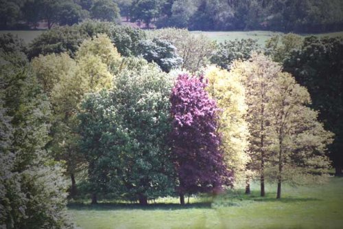 Tree colours at Hinton Ampner, Hampshire