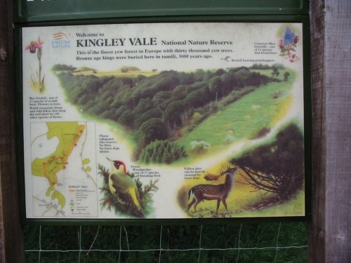 Kingley Vale Nature Reserve