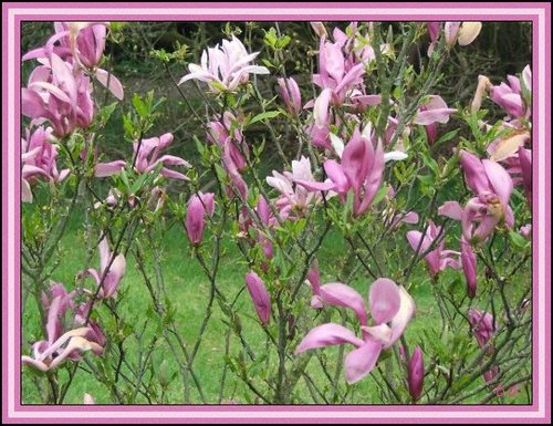 A picture of Furzey Gardens