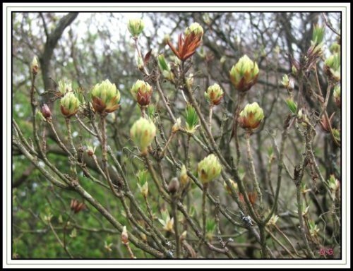 Furzy Gardens. . Spring comes to Furzy