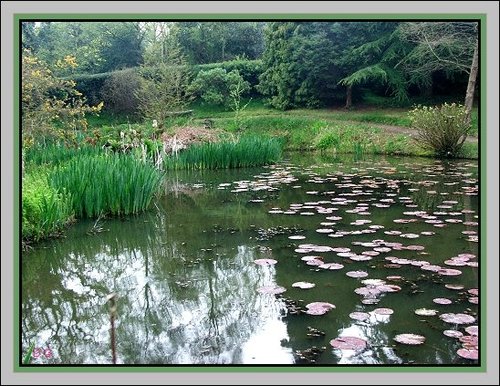 The Lilley Pond at Furzy Gardens April 2005