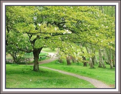 Trees at Furzy Gardens.