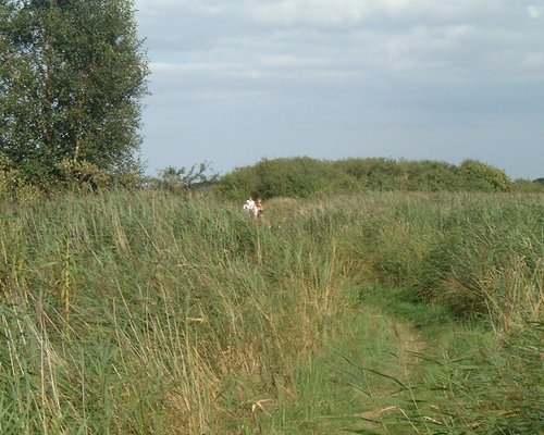 Walking through the marshes to Walberswick, Suffolk