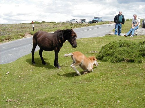 Dartmoor Ponies, Dartmoor, Devon