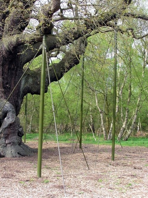 A picture of Sherwood Forest