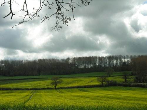 Wheelers Wood, Chippenham
