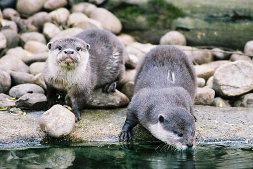 Daring Otters come down for a drink at Cotswolds Wildlife Park, Burford.
