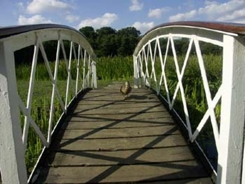 Frensham Great Pond Bridge