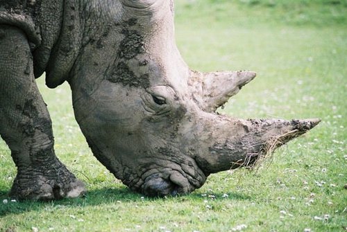 Chow down with the Rhinos at Cotswolds Wildlife Park, Burford