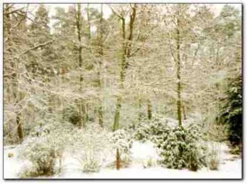 Winter in Tilgate Forest Country Park