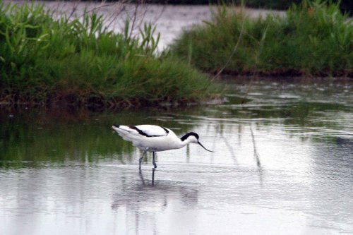 Avocet at Dunwich