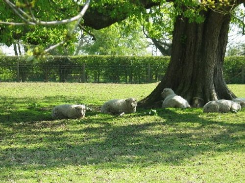 Sheep at Vyne House