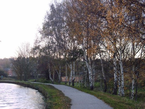 Silver Birches along the Leeds Liverpool Canal approach