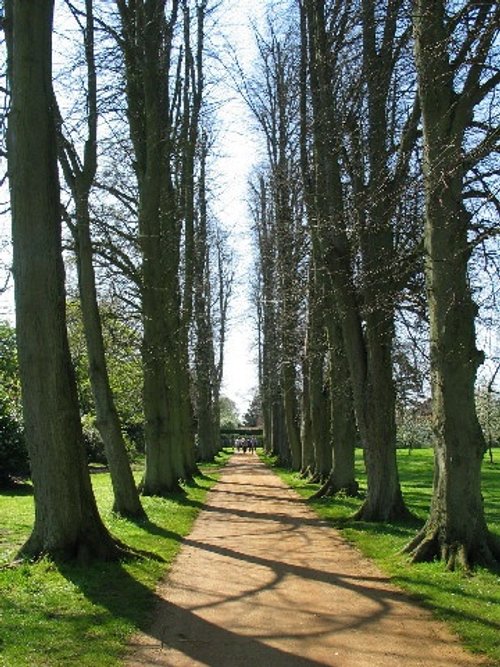 Vyne Tree Walk