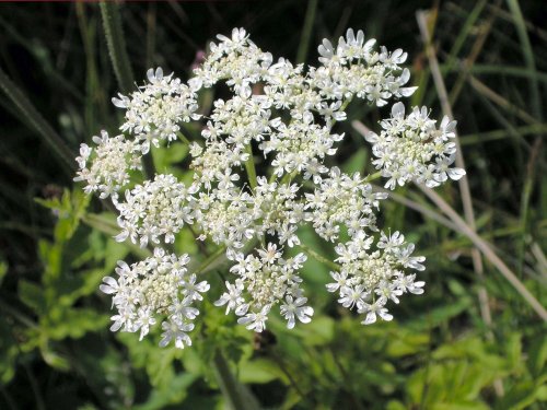 Found in Gisburn Forest, Hodder Valley, Lancashire