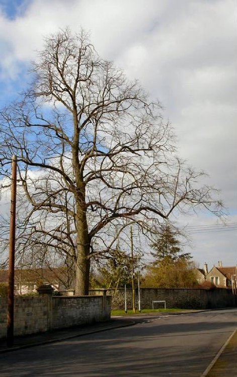 Tree on Corner of St. Thomas' Road from Victoria Road