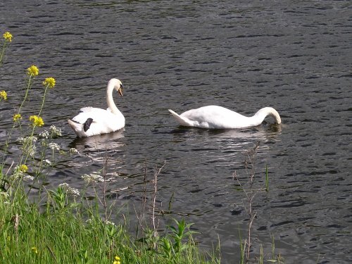 Swans, River Ribble at West Bradford, Lancashire