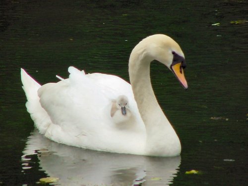 Swan & Cygnet   The Spring