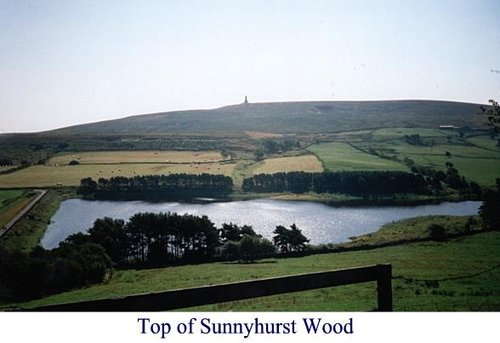 Looking at the woods and Darwen Tower