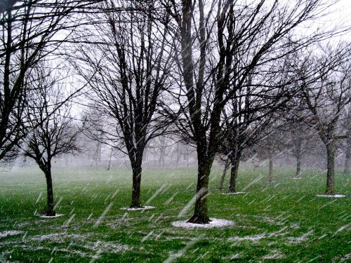 Alvaston Park - February snow-shower