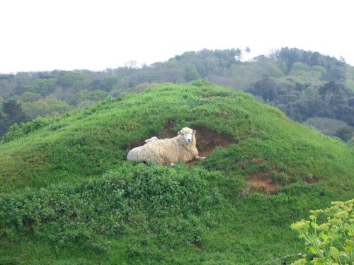 A sheep and its lamb sheltering in a hollow in a field near Abbotsbury, Dorset, England