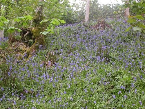 Bluebells. The Blackdown hills in Somerset