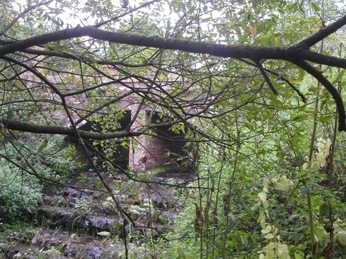 Otterhead Trees. The Blackdown hills in Somerset