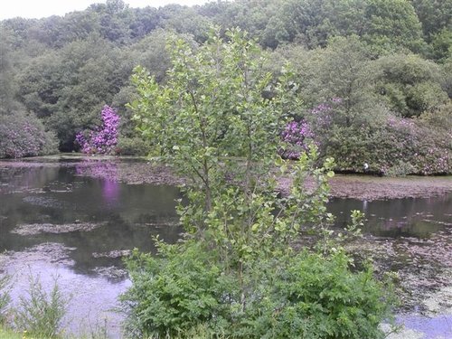 Otterhead Lake. The Blackdown hills in Somerset