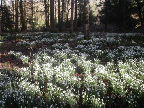 Snowdrops. The Blackdown hills in Somerset