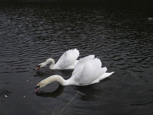 Swans. The Blackdown hills in Somerset