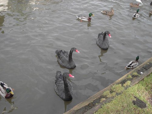 Black Swans at Tuckton, Dorset