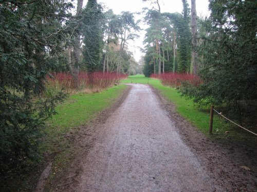 Westonbirt Arboretum. Winter Jan 2005