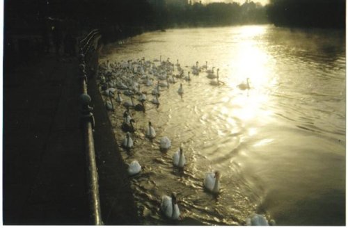 Swans on the Severn, Worcester in the evening
