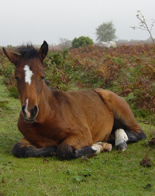 Poney in the New Forest near Lyndhurst