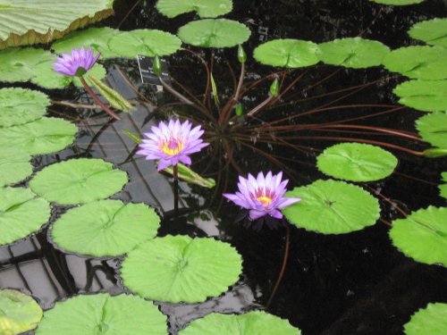 Kew Royal Botanic Gardens