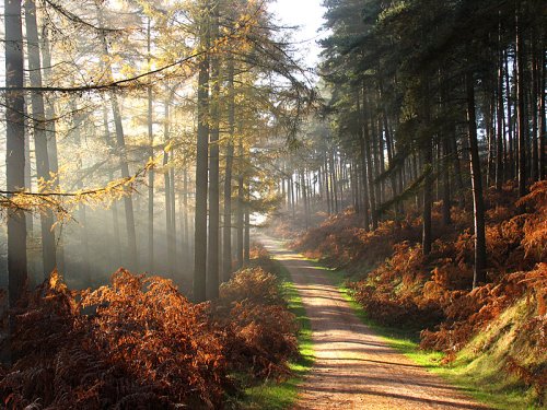 Misty morning in Abraham's valley, Cannock Chase, Staffordshire