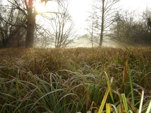 Morden Hall park, Morden , Surrey 
10 Dec 2005