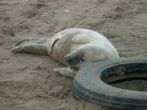 Donna Nook seal birthing area near North Somercotes.