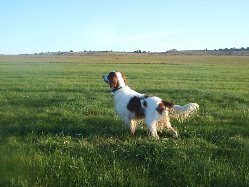Running Free on The Gallops, Beckhampton
