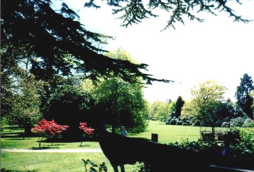 Warwick Castle - Peacock Garden